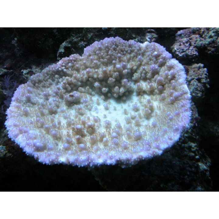 Acropora efflorecens 