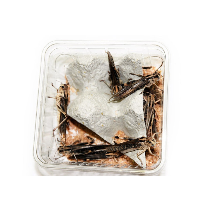 Locusta migratoria - Criquet migrateur - Criquet vivant pour reptile