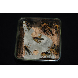 Locusta migratoria - Criquet migrateur - Criquet vivant pour reptile