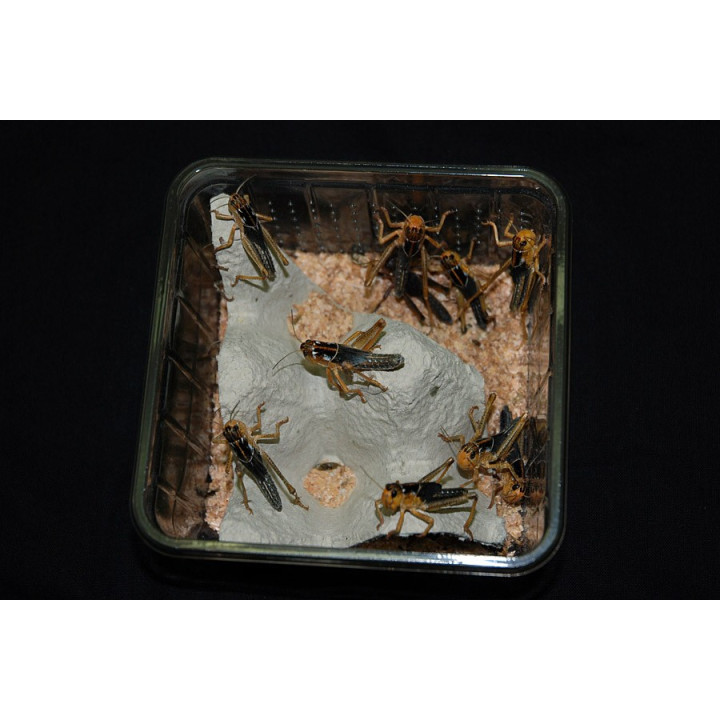 Locusta migratoria - Criquet migrateur - Criquet vivant pour reptile