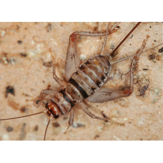 Gryllus sigillatus - grillons pour amphibiens et reptiles
