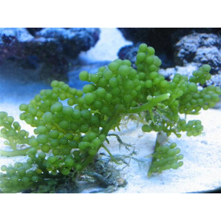Caulerpa racemosa