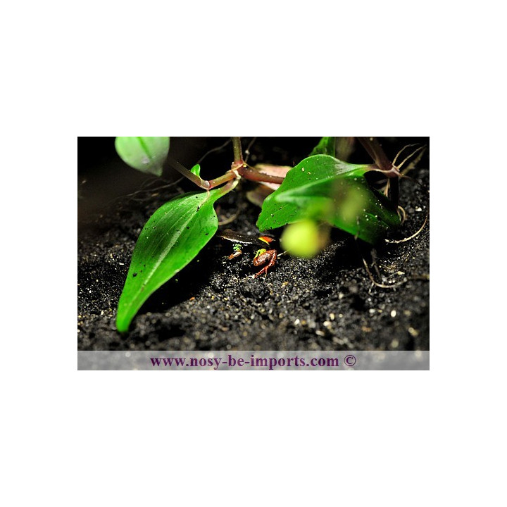 Mantella pulchra