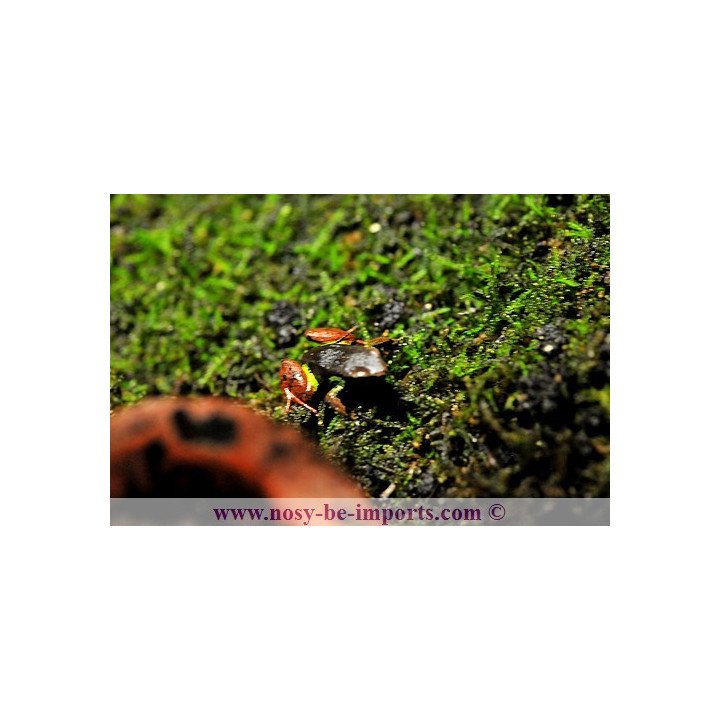 Mantella pulchra