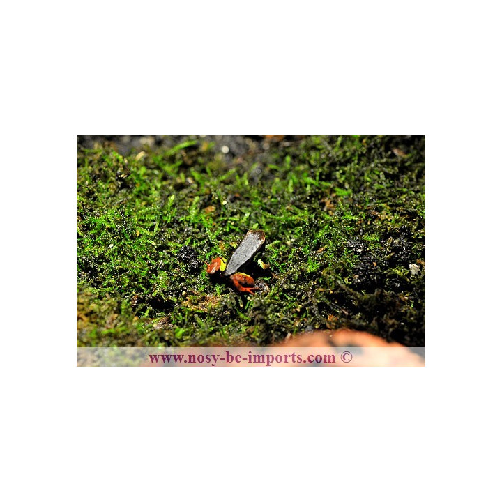 Mantella pulchra