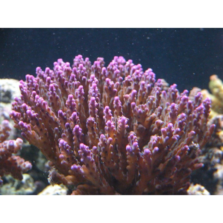 Acropora subulata