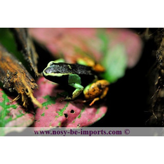 Mantella madagascariensis - Mantella tricolor