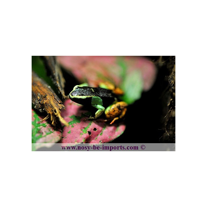 Mantella madagascariensis - Mantella tricolor