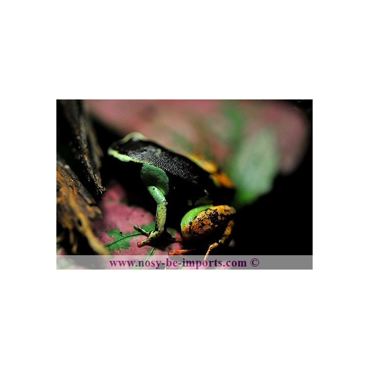 Mantella madagascariensis - Mantella tricolor