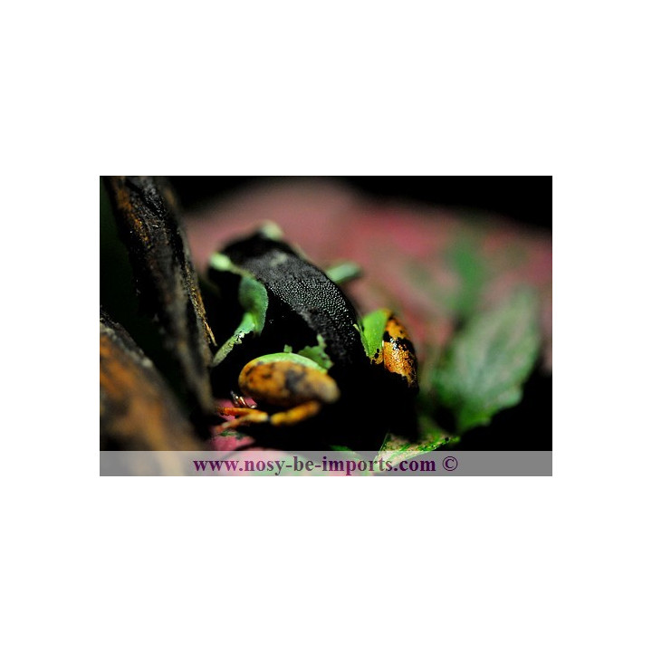 Mantella madagascariensis - Mantella tricolor