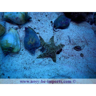 Archaster angulatus