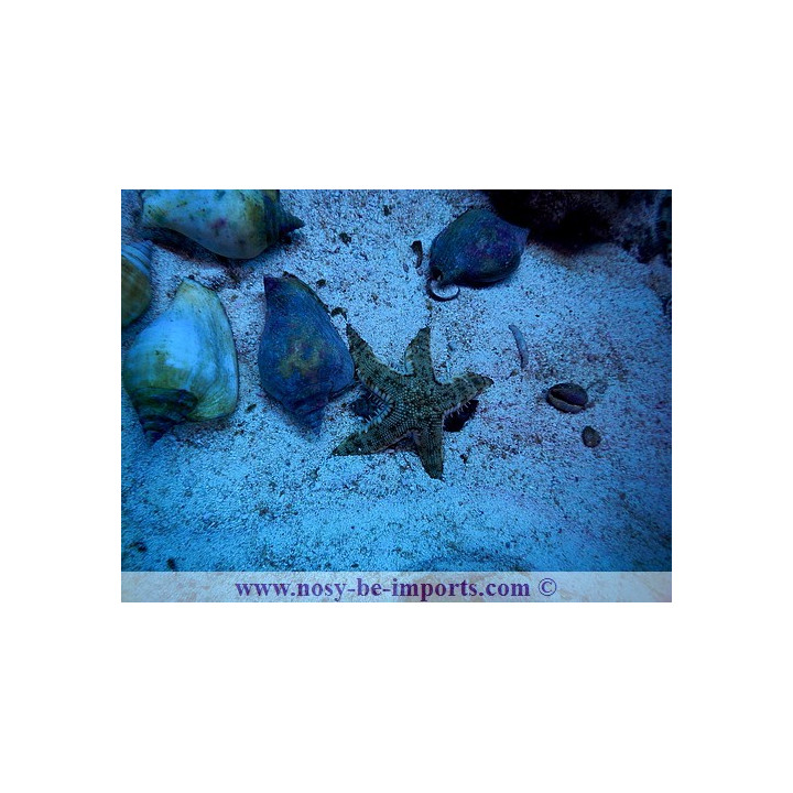 Archaster angulatus
