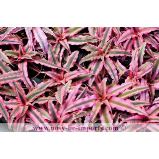 Cryptanthus sp.