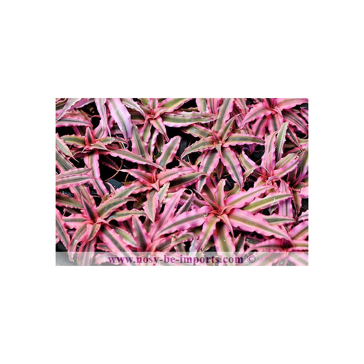 Cryptanthus sp.