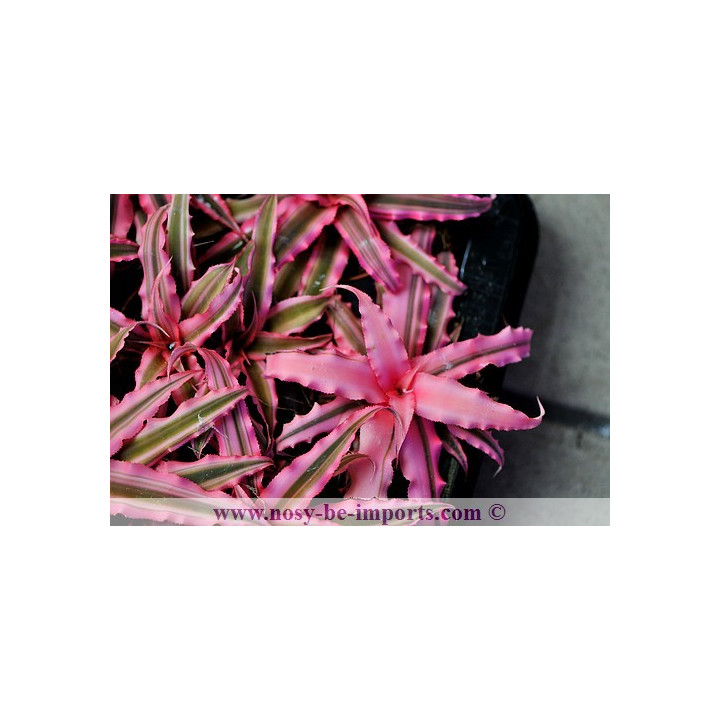 Cryptanthus sp.