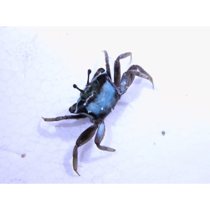 Uca sp. bleu