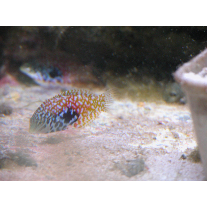 Macropharyngodon bipartitus