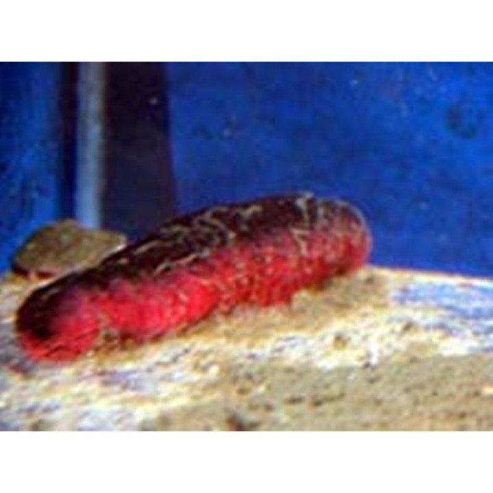 Holothuria edulis