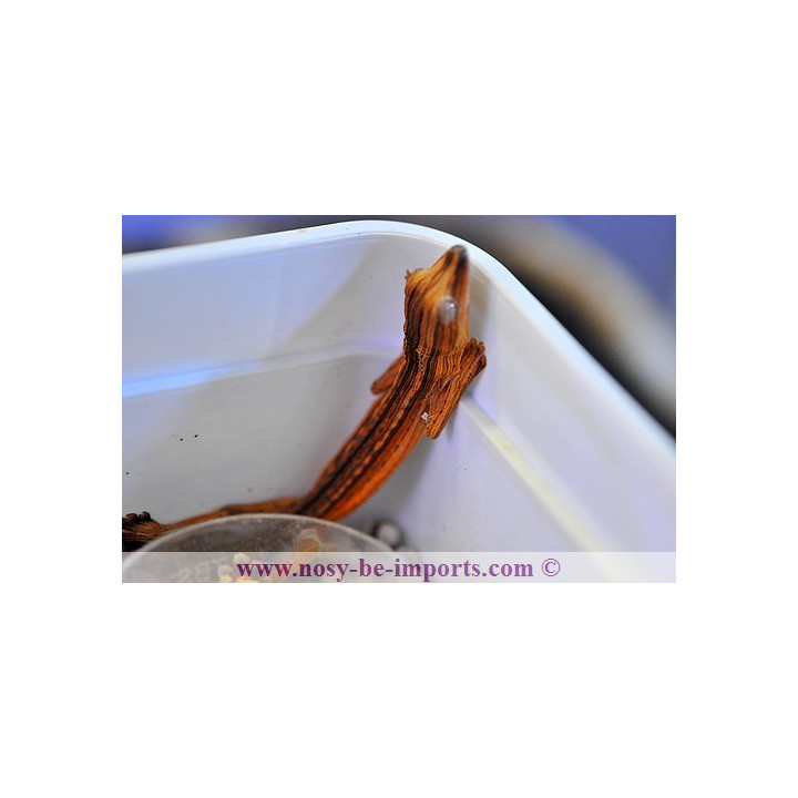 Uroplatus lineatus