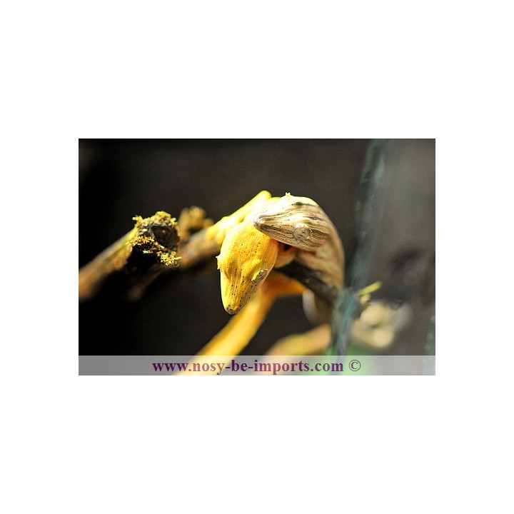 Uroplatus lineatus