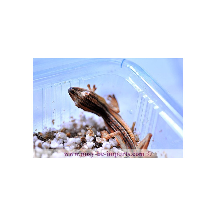Uroplatus lineatus