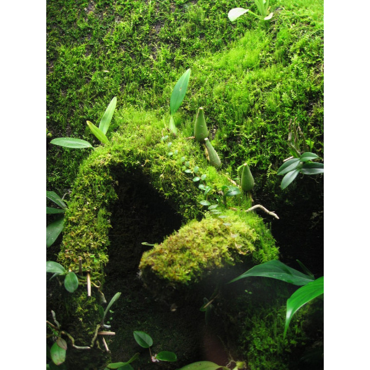 Moss Mix - Moss mix Epiweb