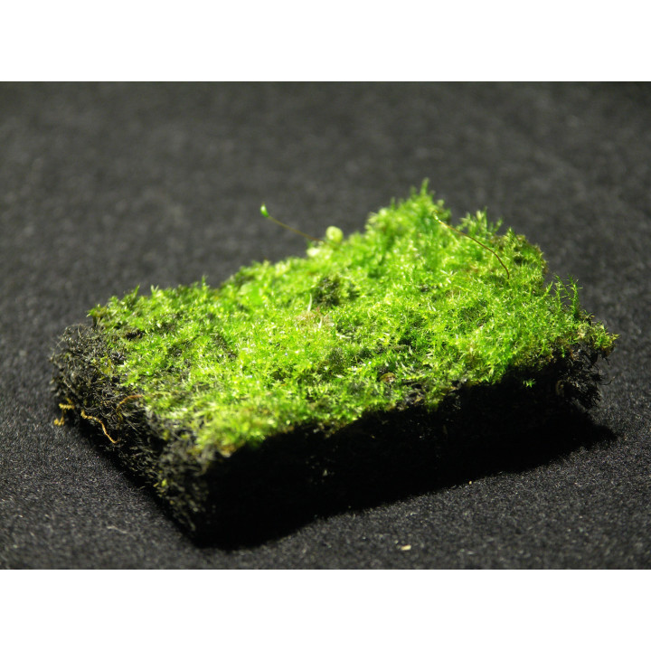 Moss Mix - Moss mix Epiweb