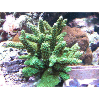 Acropora robusta