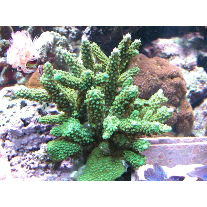 Acropora robusta
