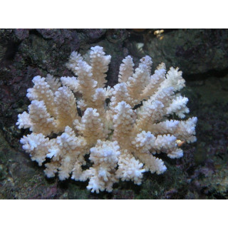 Acropora nasuta
