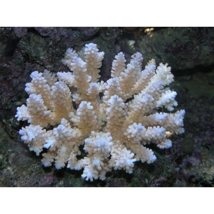 Acropora nasuta
