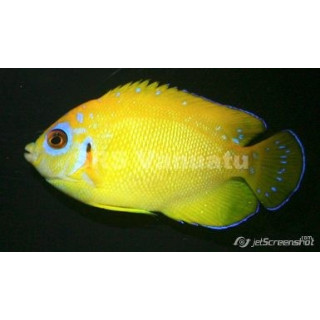 Centropyge flavissimus hybride