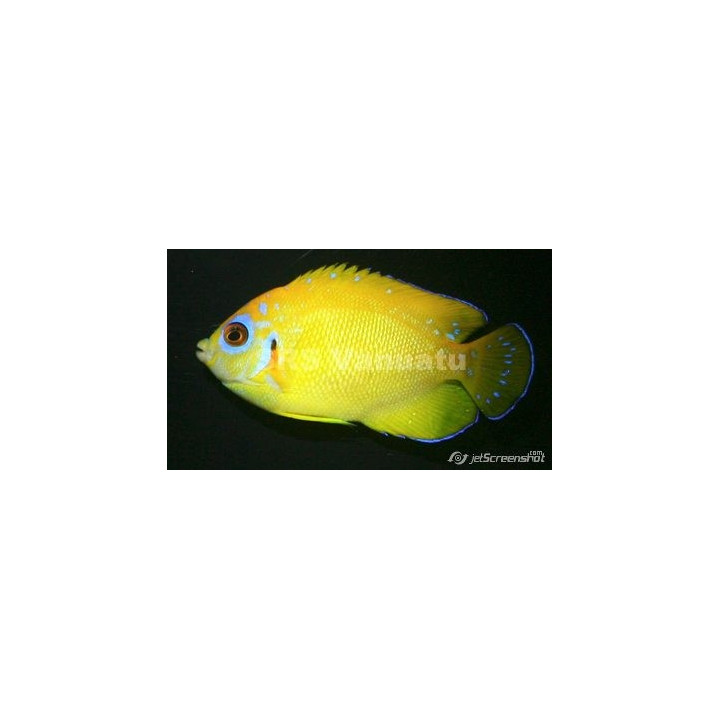 Centropyge flavissimus hybride