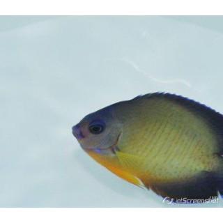 Centropyge bispinosus Vanuatu
