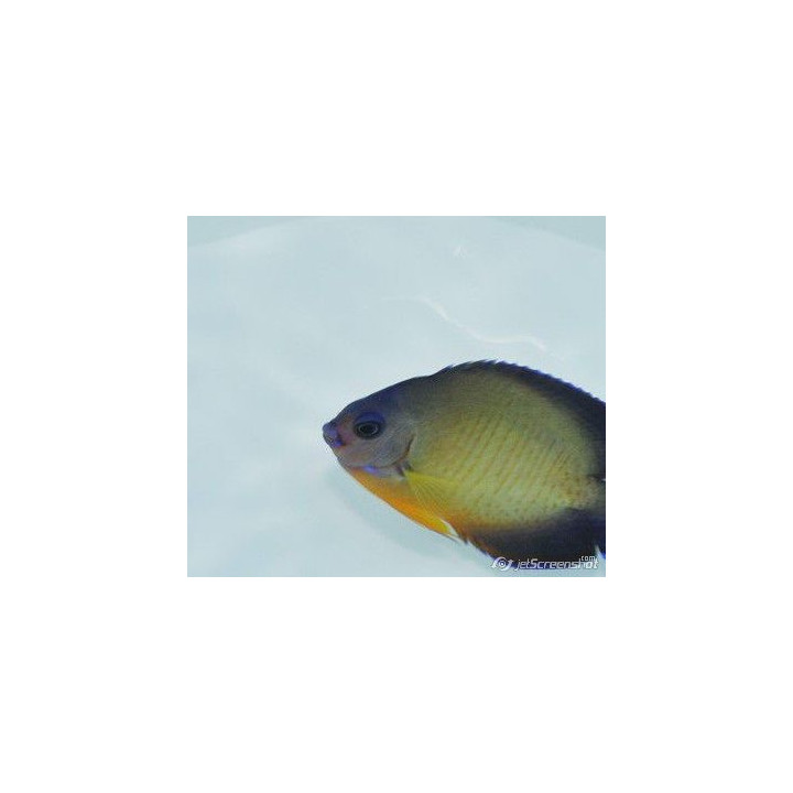 Centropyge bispinosus Vanuatu
