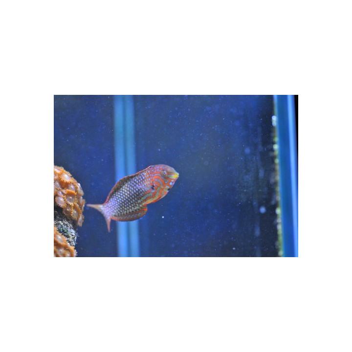 Macropharyngodon ornatus - labre coloré