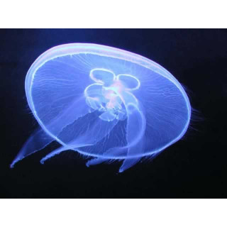 Aurelia aurita - meduse aquarium