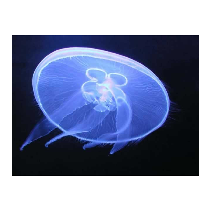 Aurelia aurita - meduse aquarium