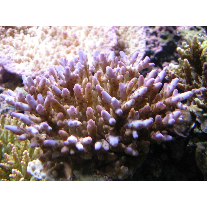 Acropora granulosa