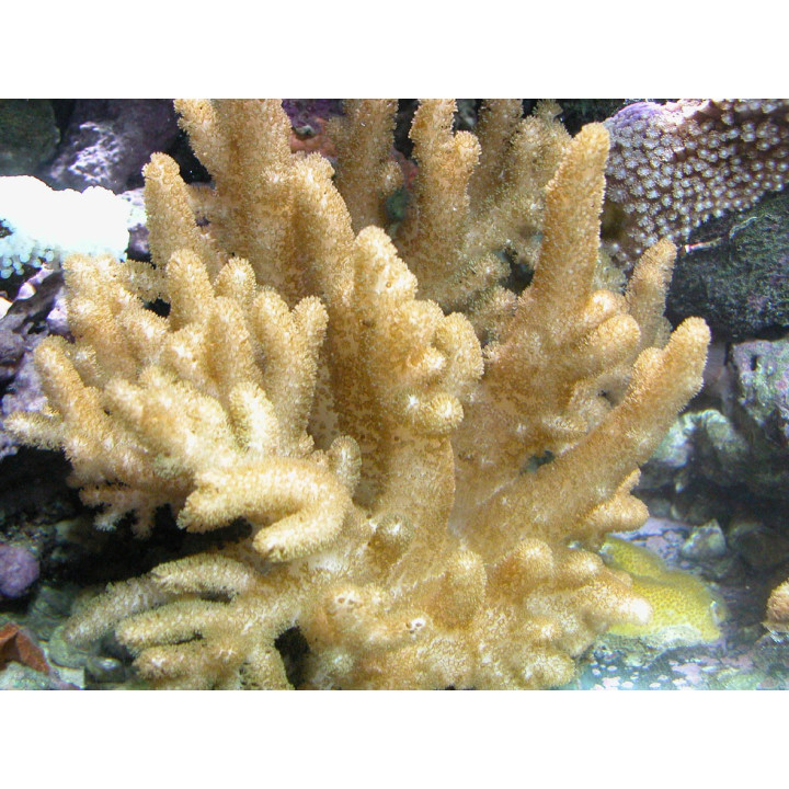 Alcyonium