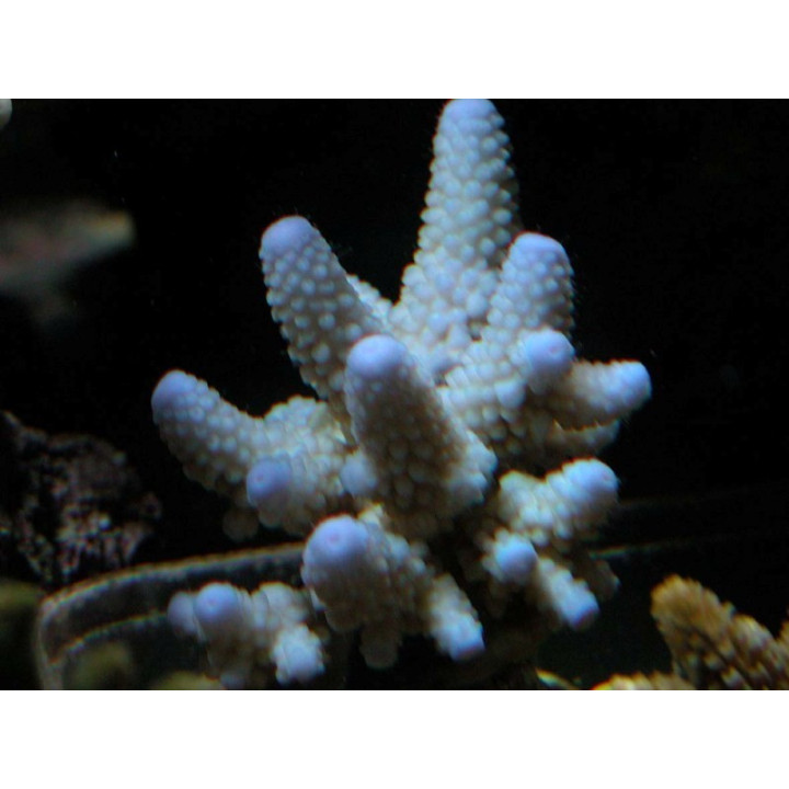Acropora humilis - Coraux VPC - Aquarium sur mesure
