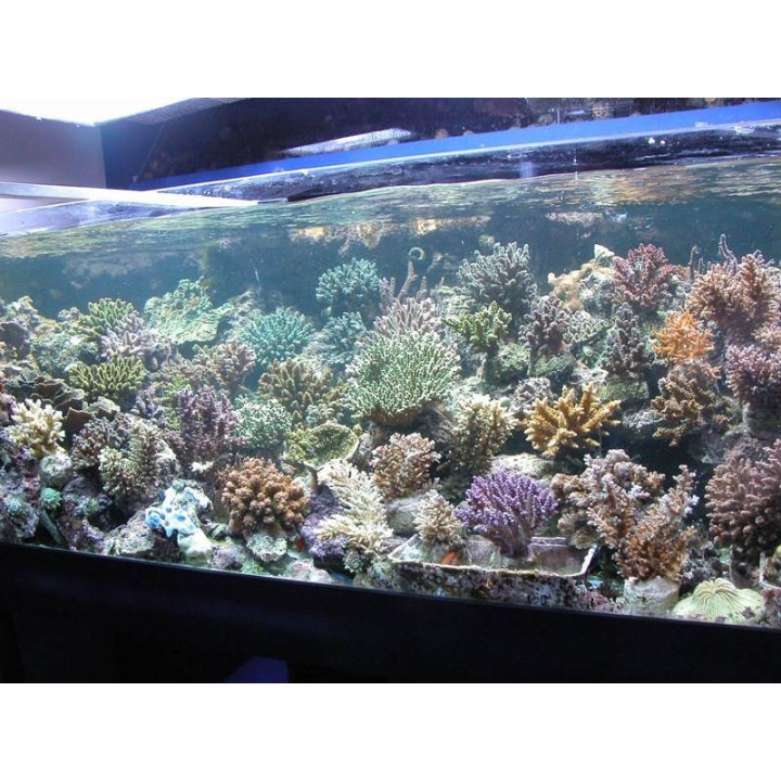 Acropora sp. - Coraux VPC - aquarium sur mesure