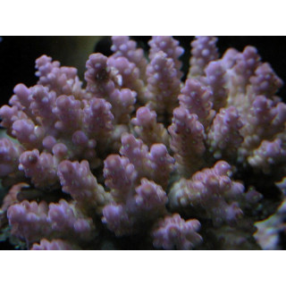 Acropora subulata