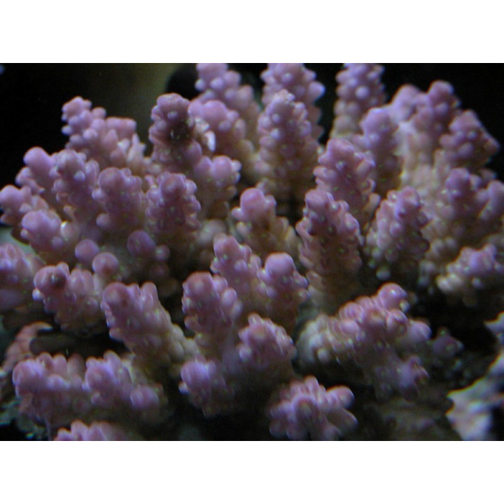 Acropora subulata