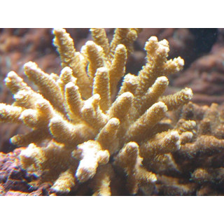 Acropora millepora jaune