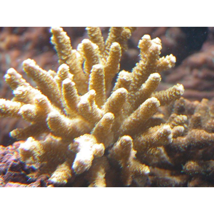 Acropora millepora jaune