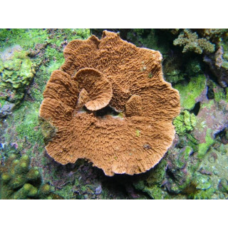 Montipora capricornis orange