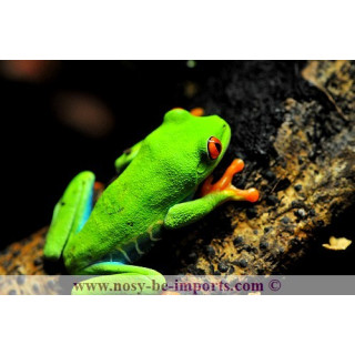 Agalychnis callidryas - grenouille yeux rouges