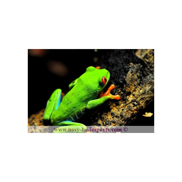 Agalychnis callidryas - grenouille yeux rouges