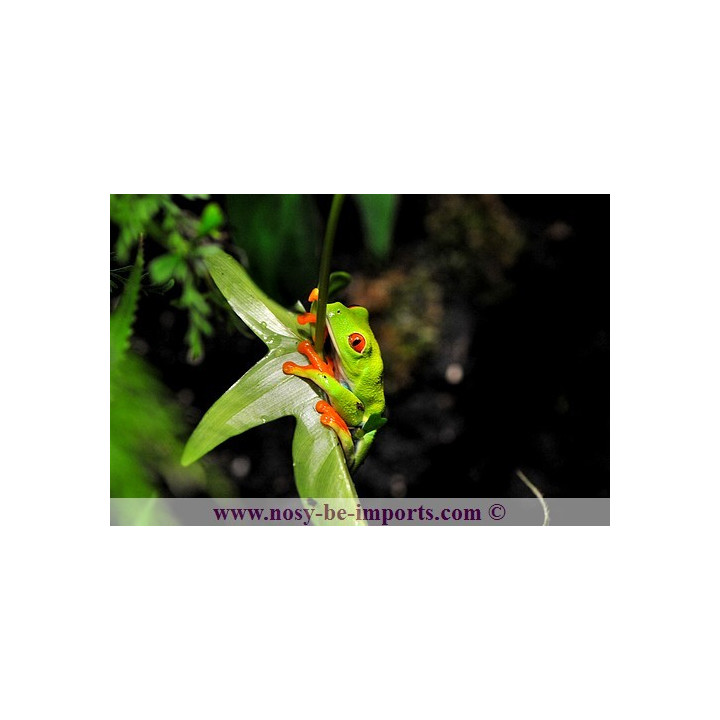 Agalychnis callidryas - grenouille yeux rouges